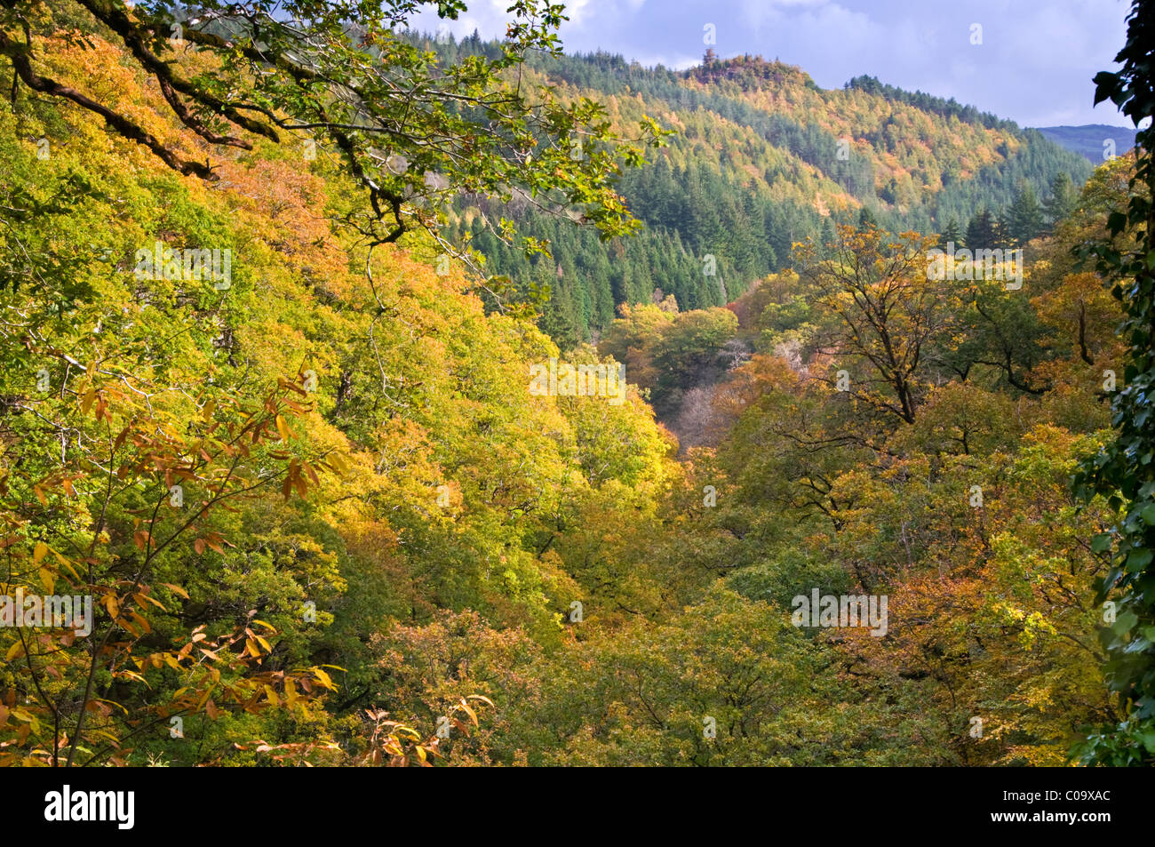 L'automne dans la forêt Gwydyr, Parc National de Snowdonia, le Nord du Pays de Galles, Royaume-Uni Banque D'Images