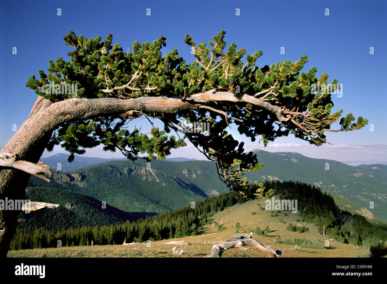 L'Bristlecone Pine Tree arquant sur une vallée au Colorado Banque D'Images