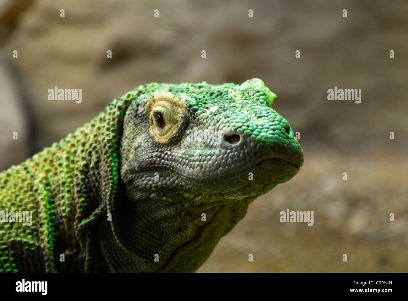 Portrait de lézard Dragon de Komodo (Varanus komodoensis) en captivité. Banque D'Images