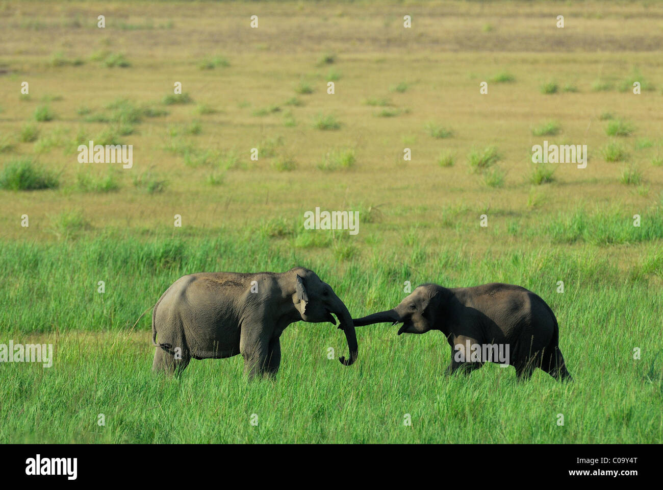 Les éléphants - simulation de lutte Banque D'Images