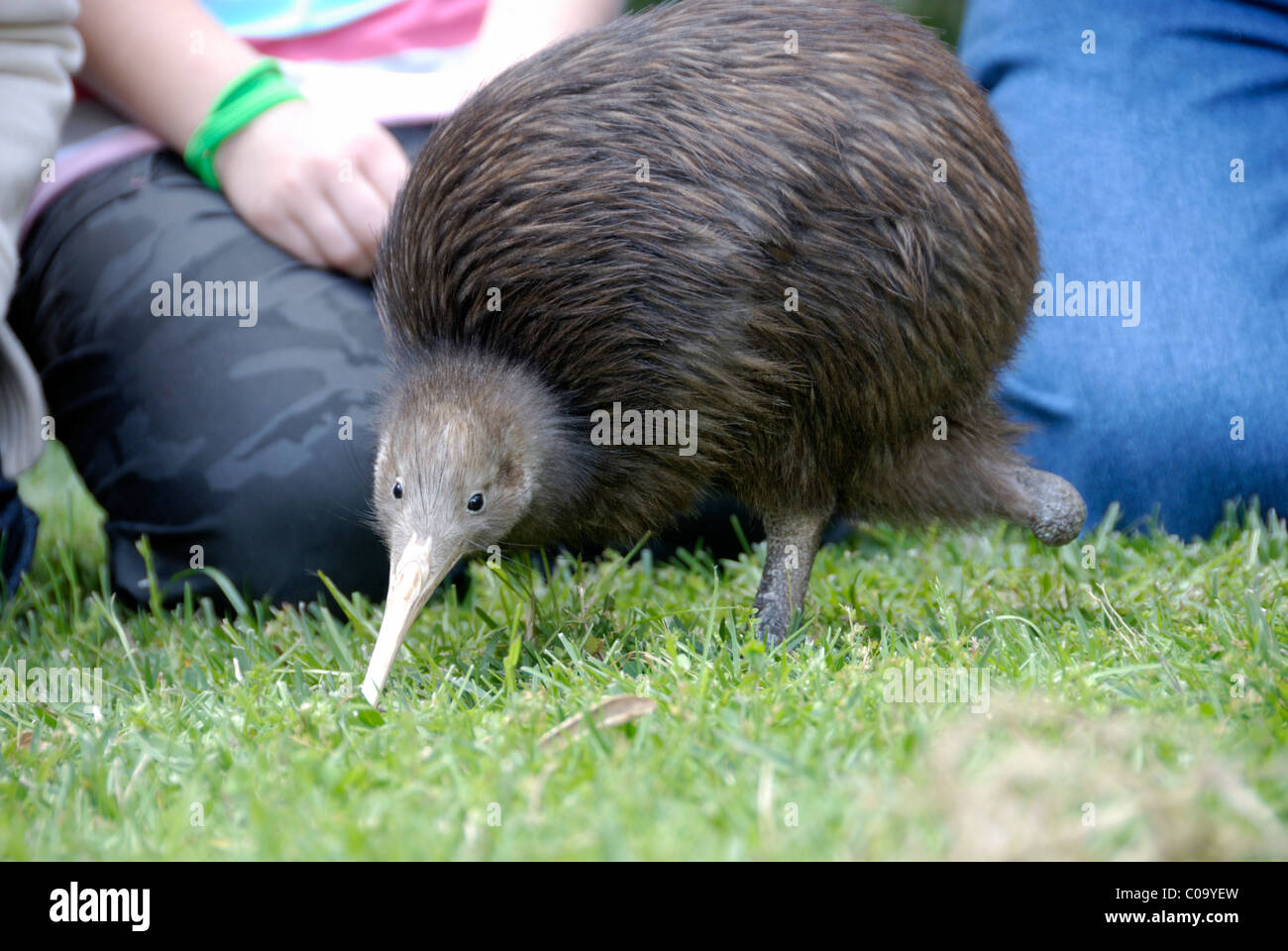 Île du Nord Brown Kiwi, Apteryx mantelli, avec une jambe Banque D'Images Île du Nord Brown Kiwi, Apteryx mantelli, avec une jambe Banque D'Images