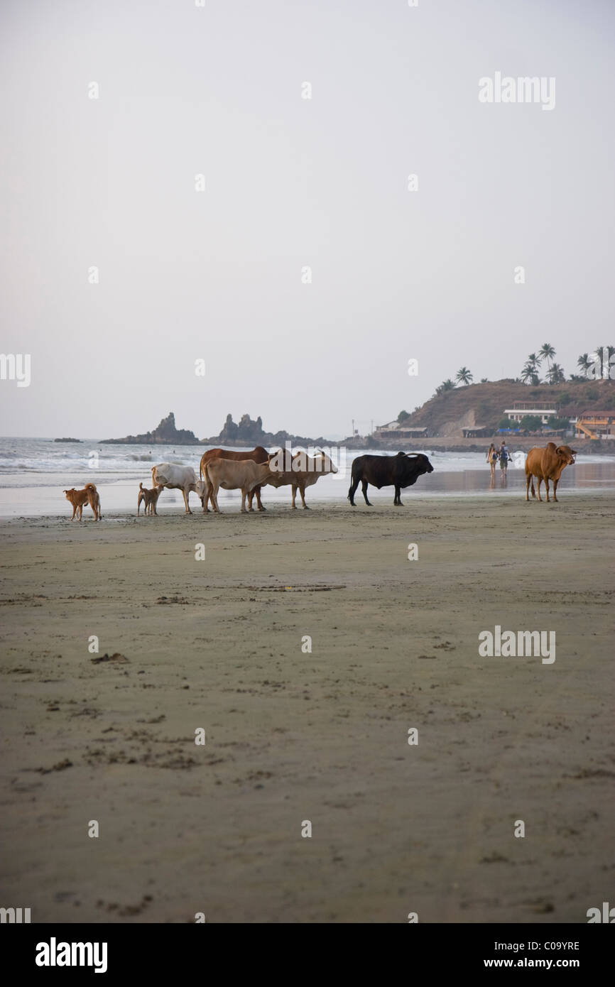 Les vaches sur large plage de Goa Banque D'Images
