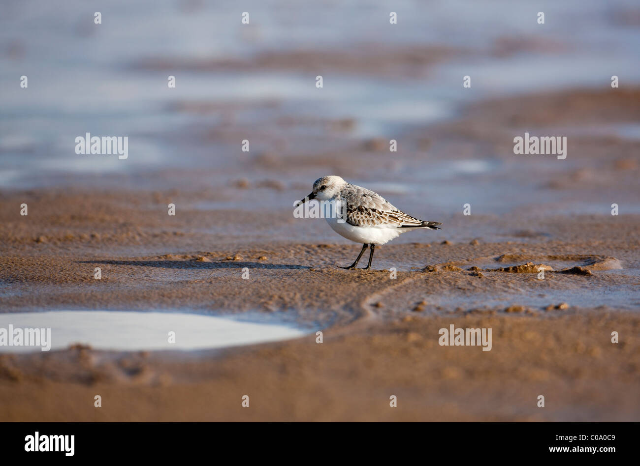 Bécasseau sanderling (Calidris alba) sur la plage, Donna Nook National Nature Reserve, Angleterre. UK Banque D'Images