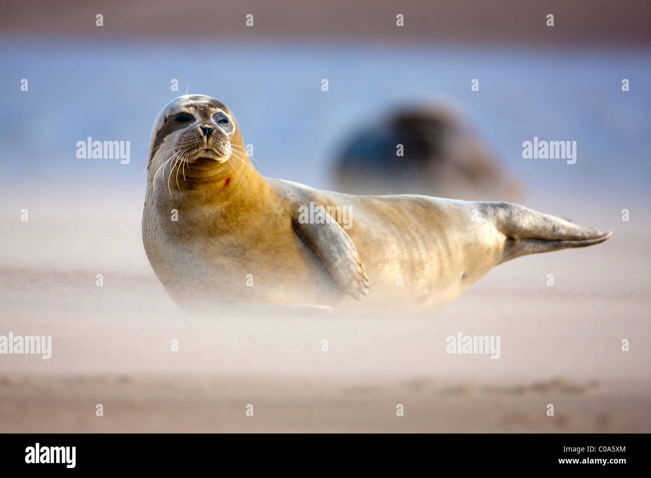 Atlantic de phoques gris (Halichoerus grypus) sur plage, Donna Nook, Lincolnshire, Angleterre. L'Europe Banque D'Images