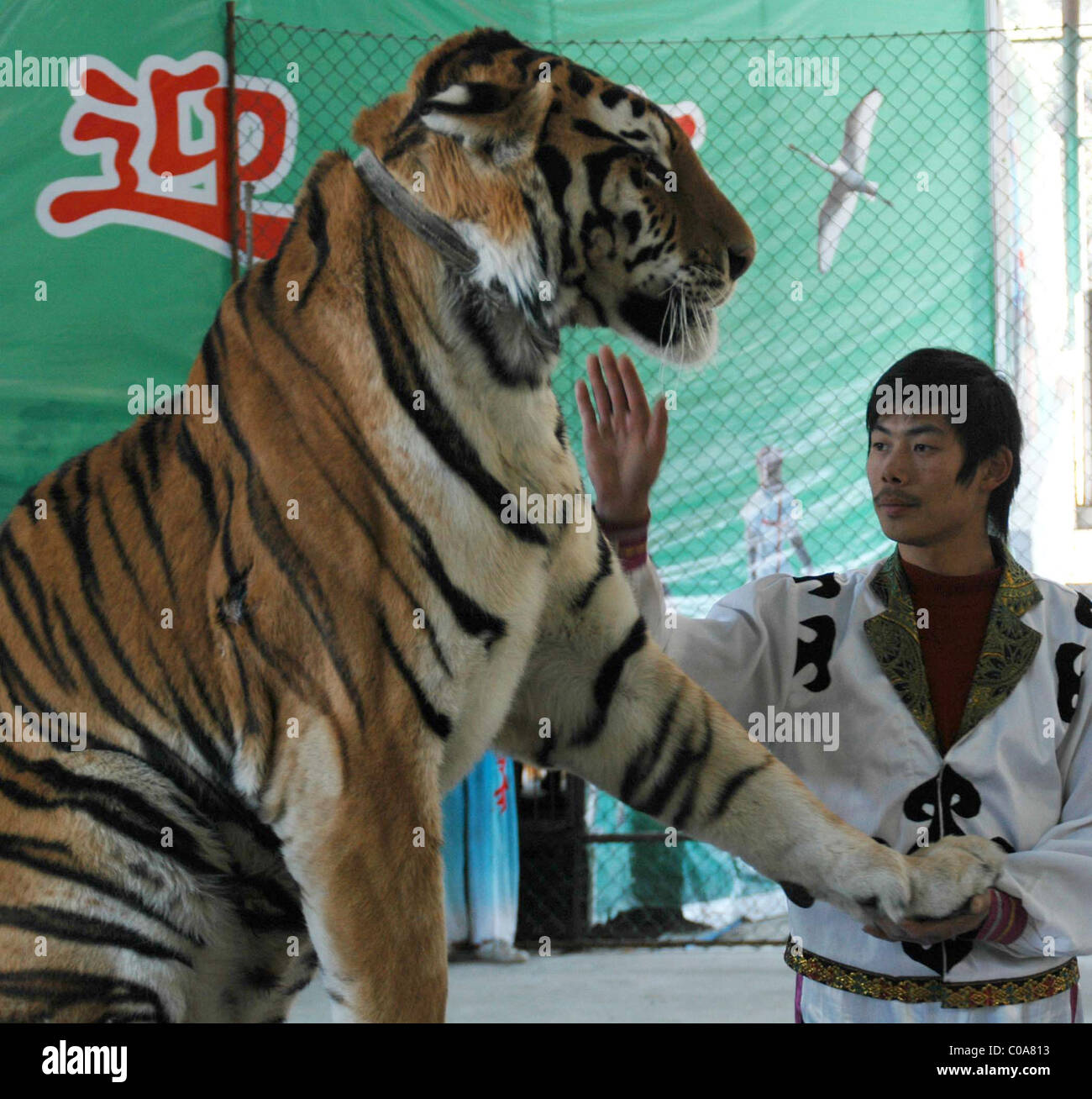 Trucs et astuces TIGER dentelée est de mettre votre tête dans la bouche d'un tigre courageux ou tout simplement stupides ? Formateurs à Wenling Zoo, la Chine orientale, Banque D'Images