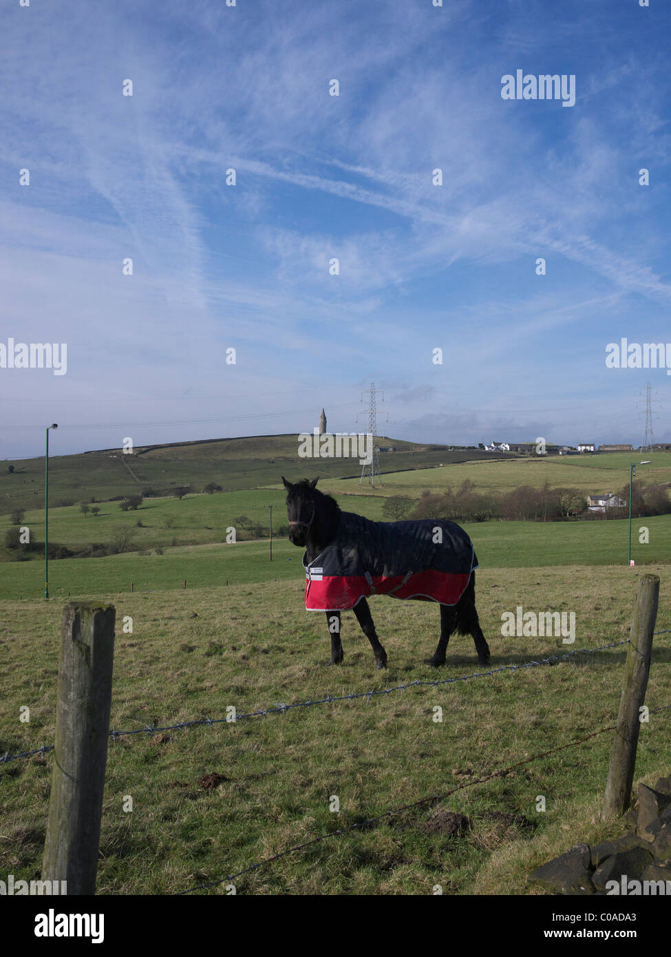 Cheval avec Hartshead Pike dans la distance, Tameside, Lancashire, England, UK. Banque D'Images