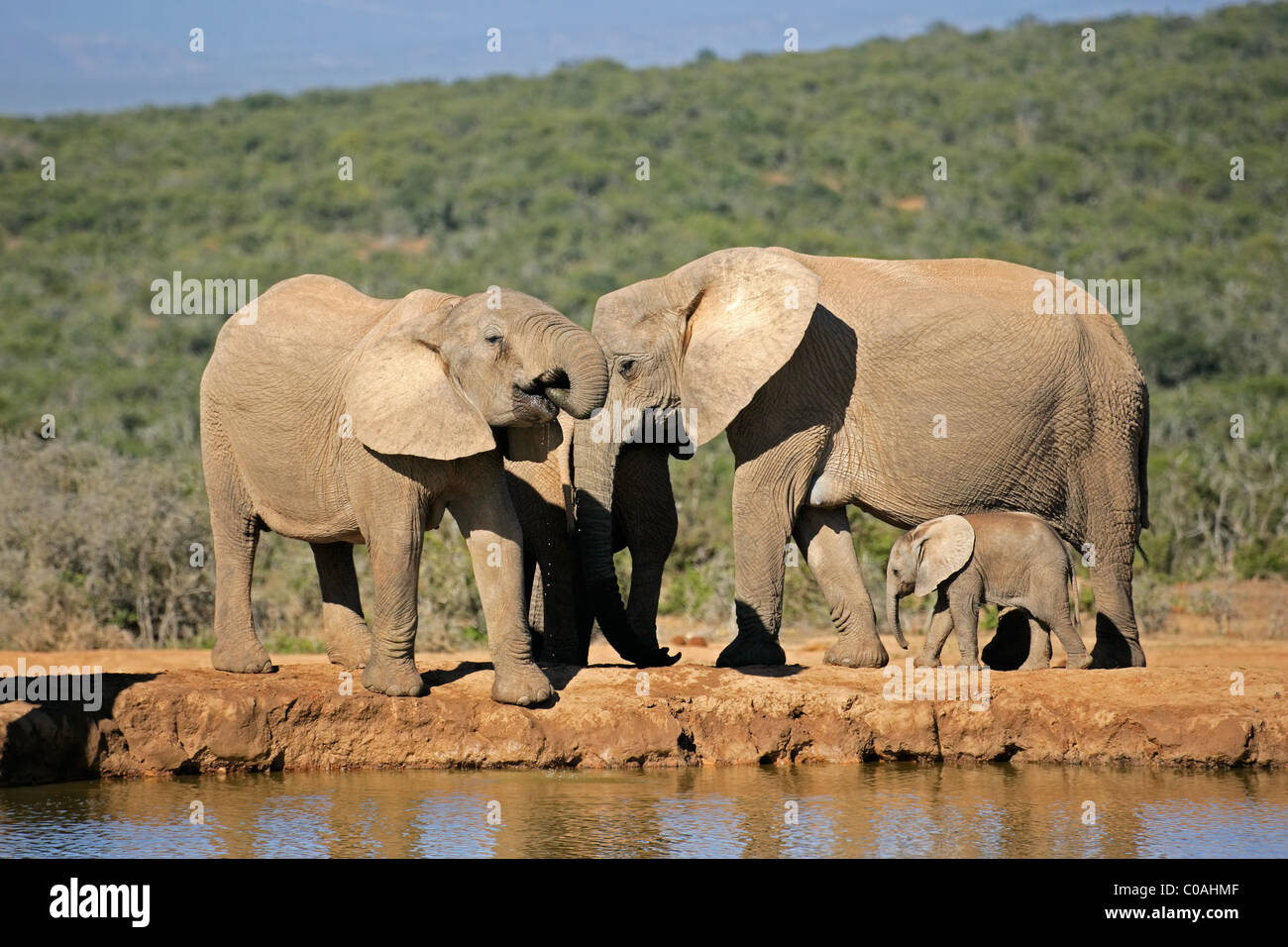 Les éléphants d'Afrique (Loxodonta africana) Eau potable à un point d'Addo Elephant Park, Afrique du Sud Banque D'Images