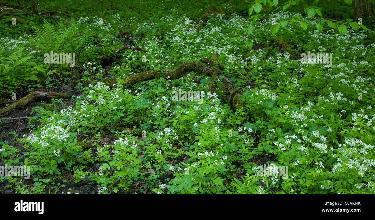 Grandes fleurs Bittercress lit avec certaines fougères à l'intérieur Banque D'Images