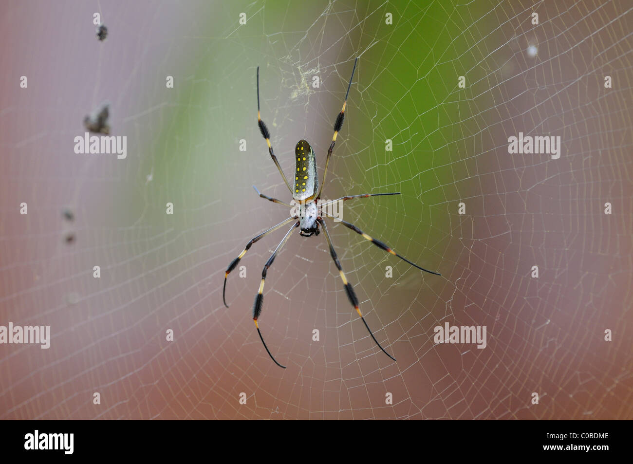 Globe Doré (araignée Nephila clavipes), Cabuya,Costa Rica Banque D'Images