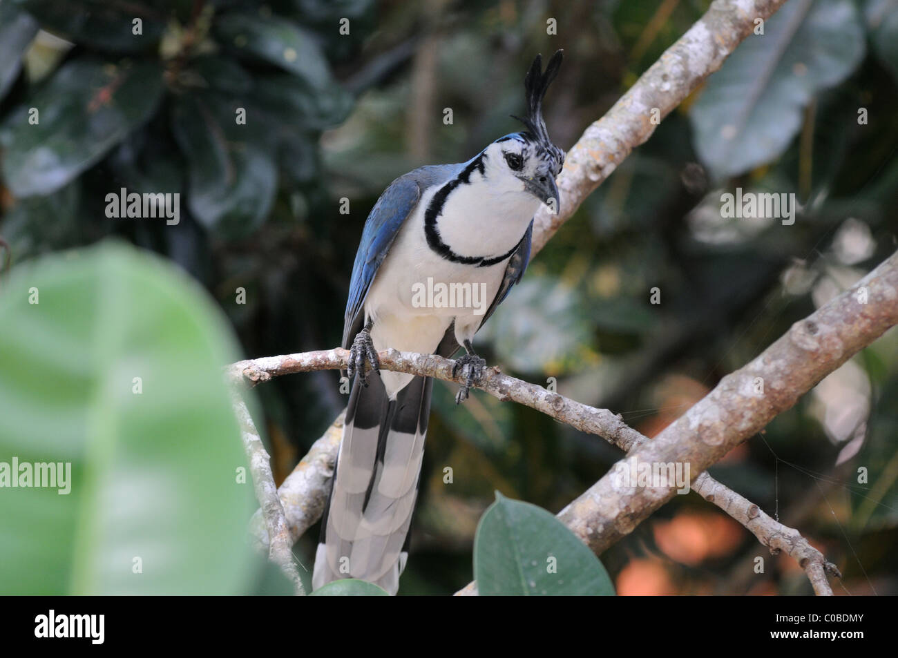 White-throated Magpie-Jay (Calocitta formosa), Playa Grande, le Costa Rica Banque D'Images