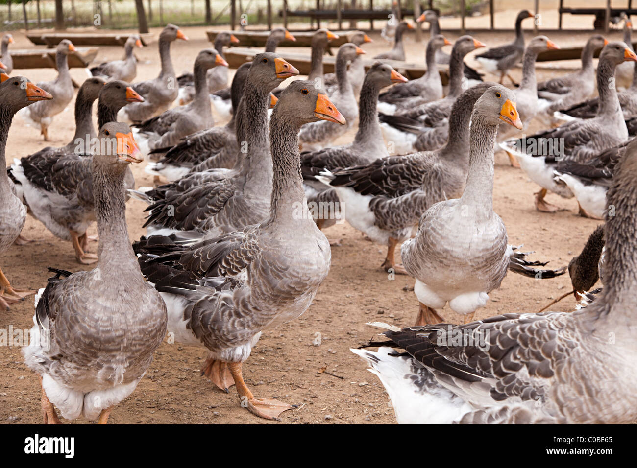 Neiges produites pour le foie gras Dordogne France Banque D'Images