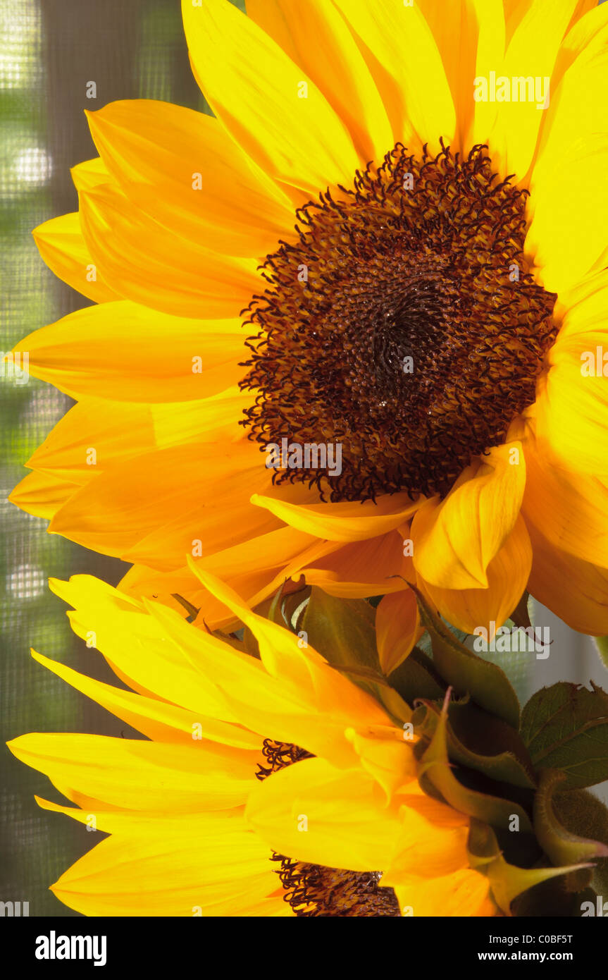 Le TOURNESOL Helianthus annuus Banque D'Images