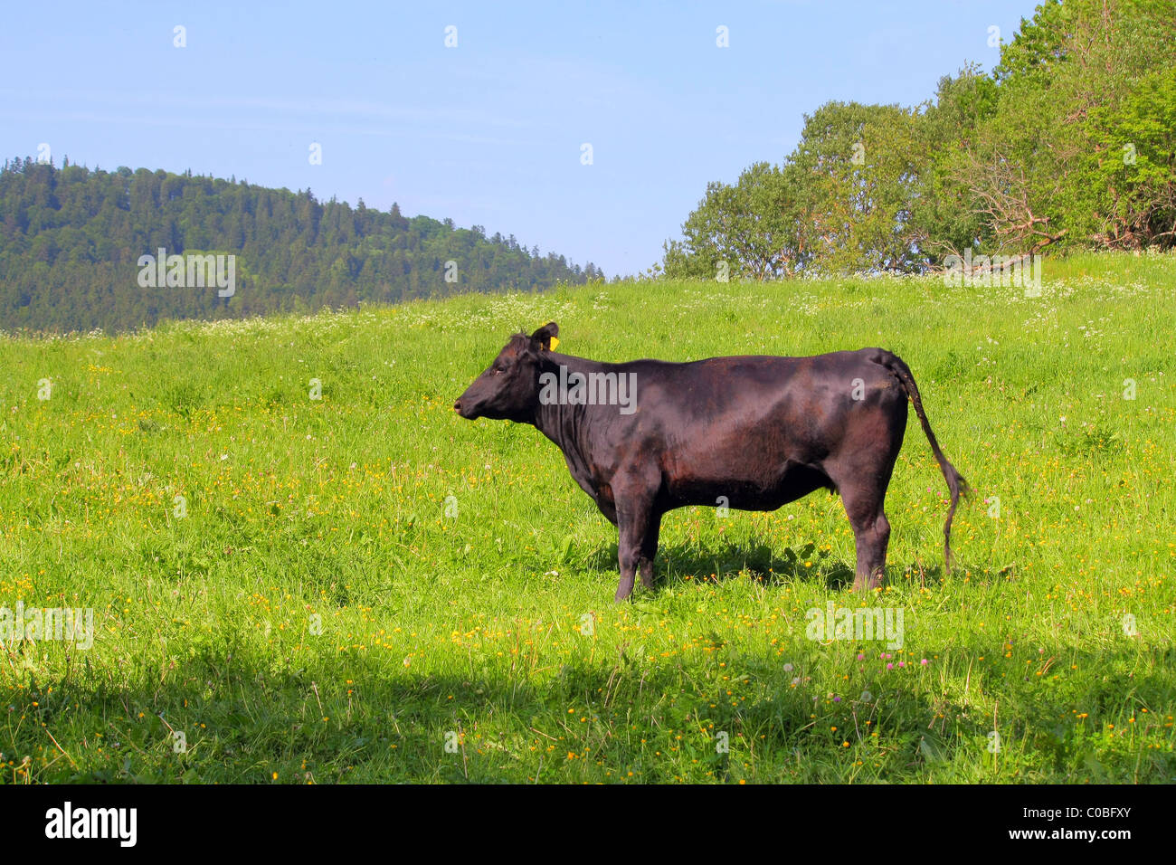 la vache au pâturage Banque D'Images