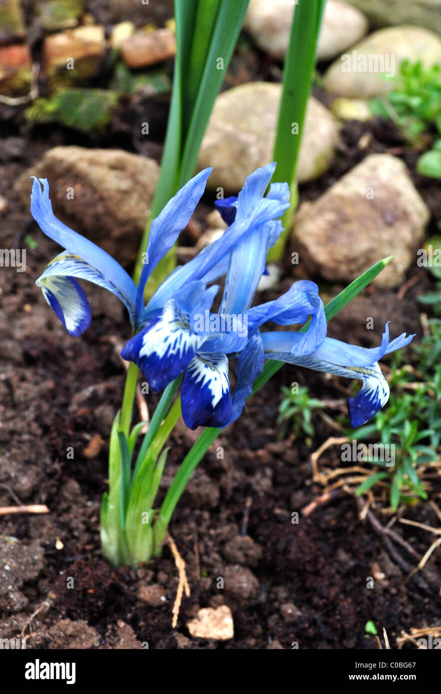 Iris reticulata premier signe du printemps Banque D'Images