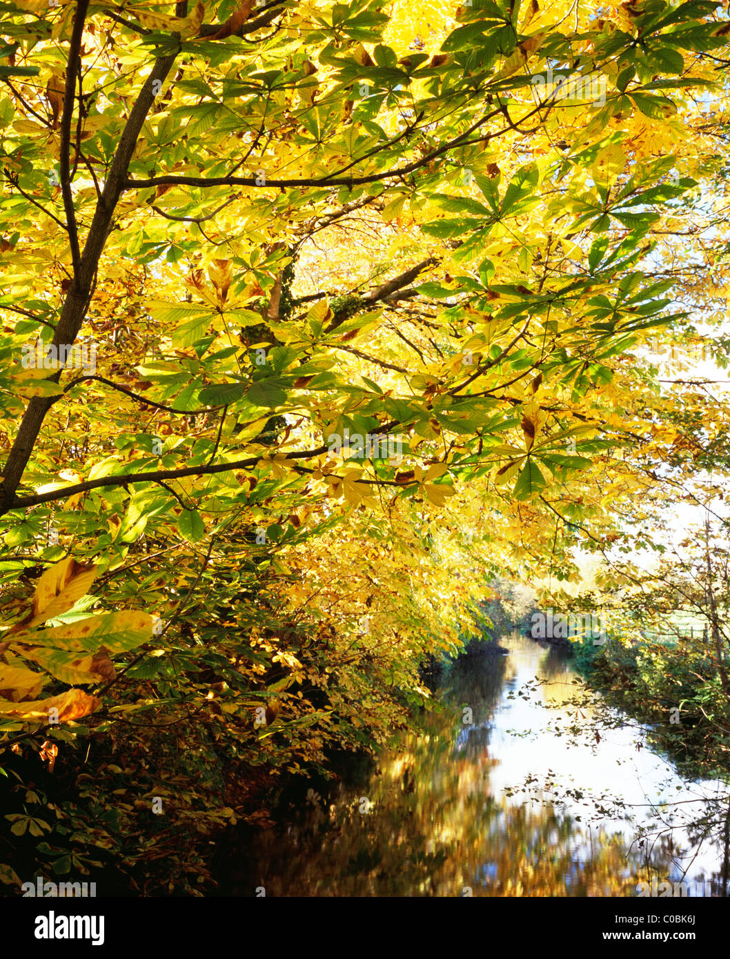 Le marronnier d'arbres poussant à côté de la rivière Wylye près du village de Boyton dans le Wiltshire, Angleterre. Banque D'Images