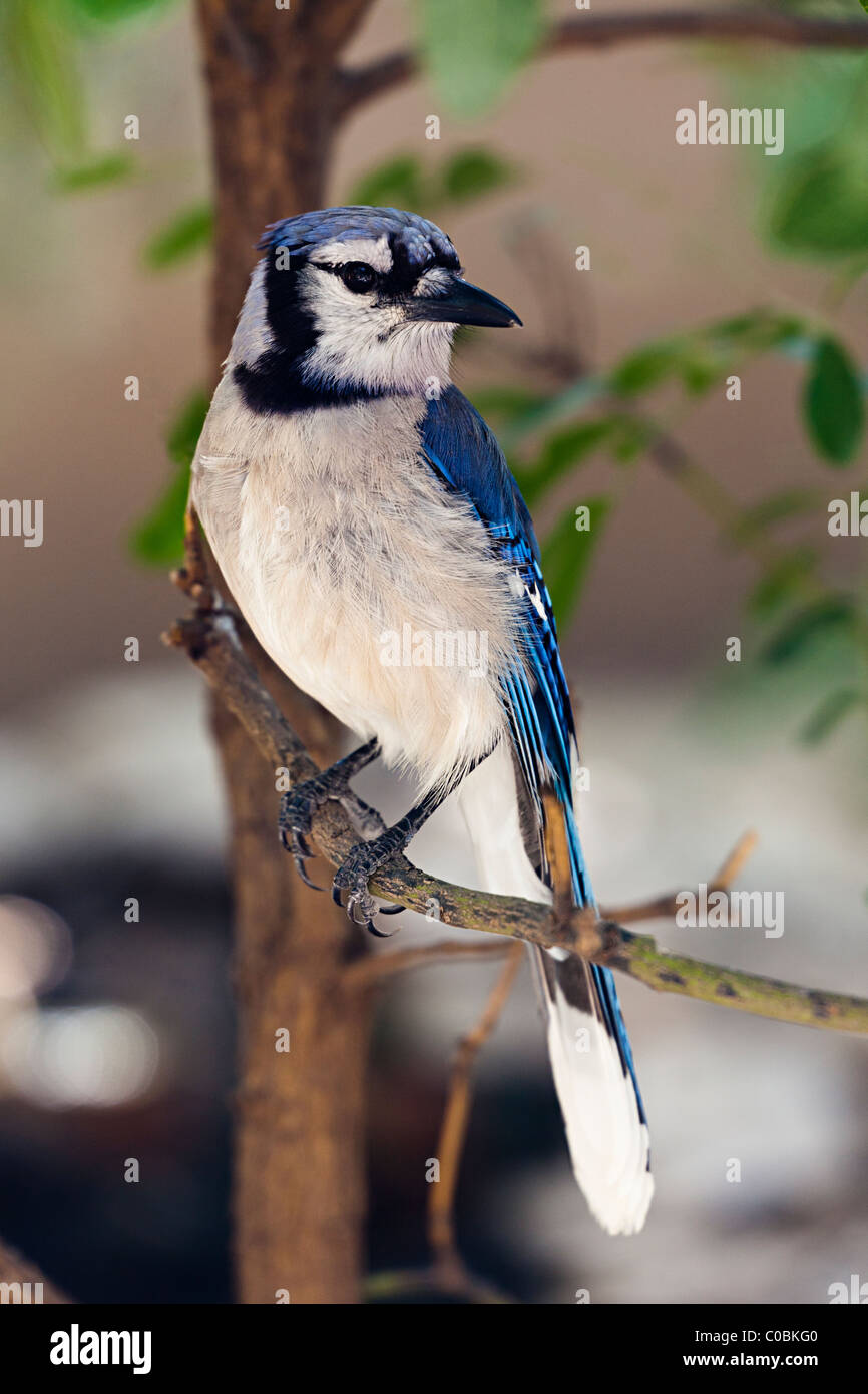 Geai bleu Cyanocitta cristata USA Banque D'Images