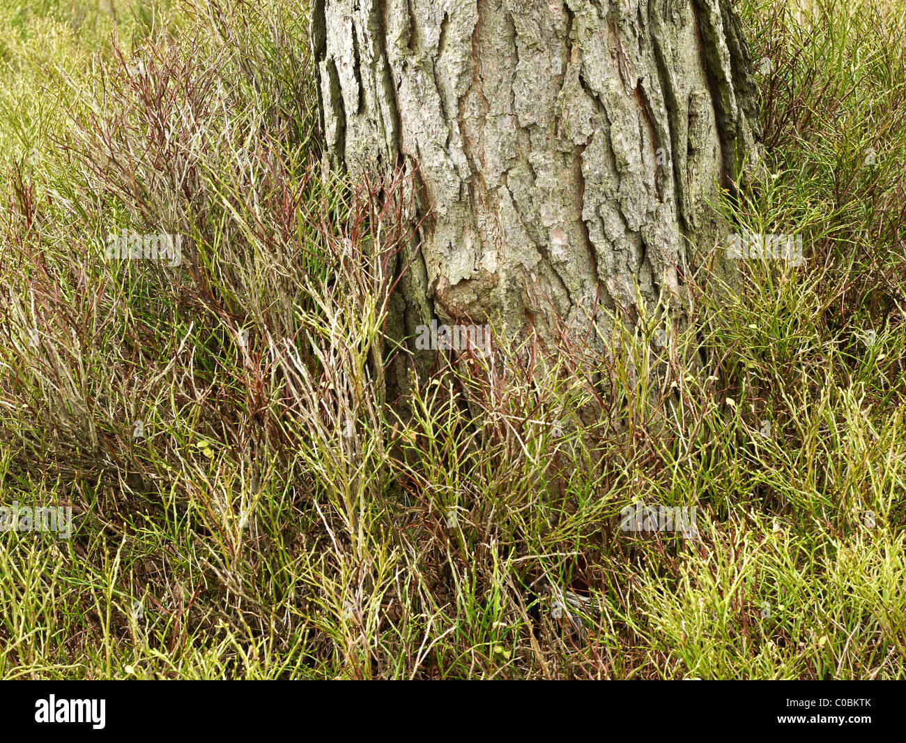 Woodland forest Lickey Hills country park Banque D'Images