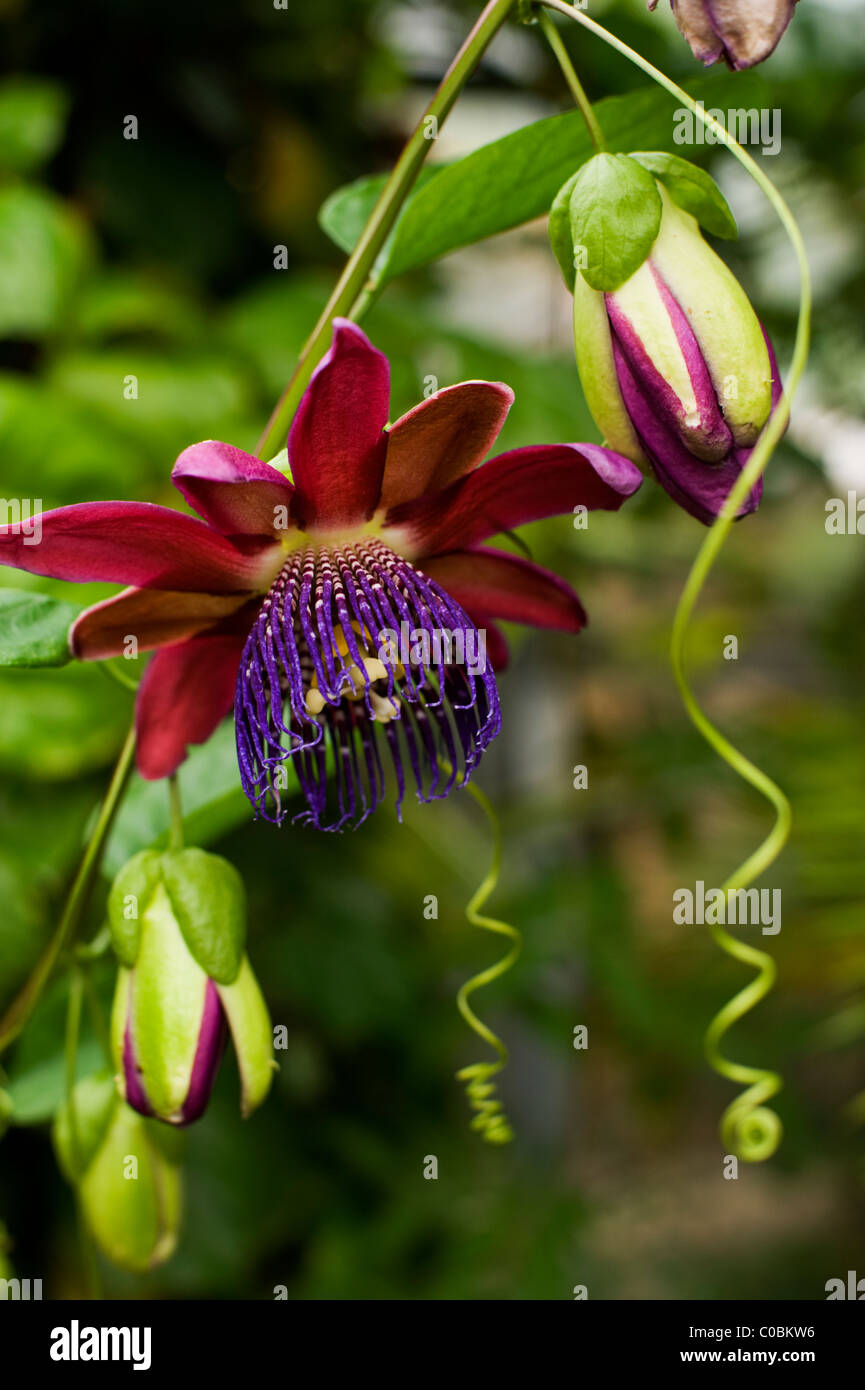 Une fleur ouverte et les bourgeons - ainsi que d'endiguer et de vrilles de curling - d'une fleur de la passion (Passiflora alata ou phoenicia Banque D'Images
