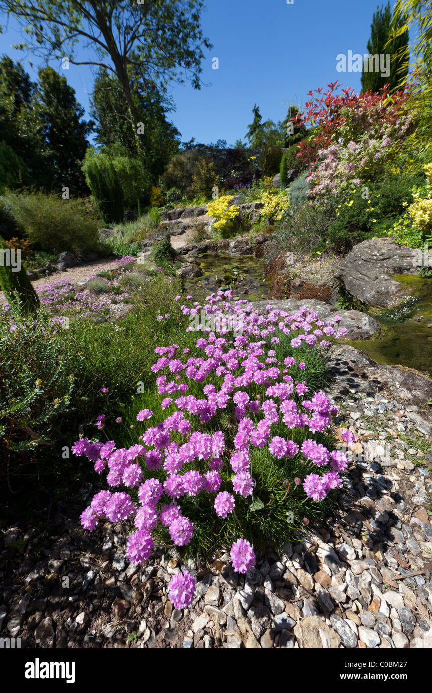 Thrift Armeria maritima rose mer ou jardin de rocaille Dewstow Gardens Pays de Galles UK Banque D'Images