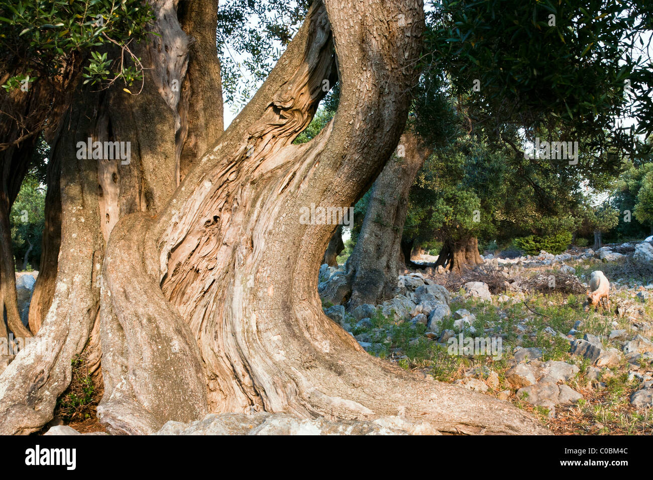 Vieil olivier, photo prise sur "l'île des Pag - Croatie Banque D'Images