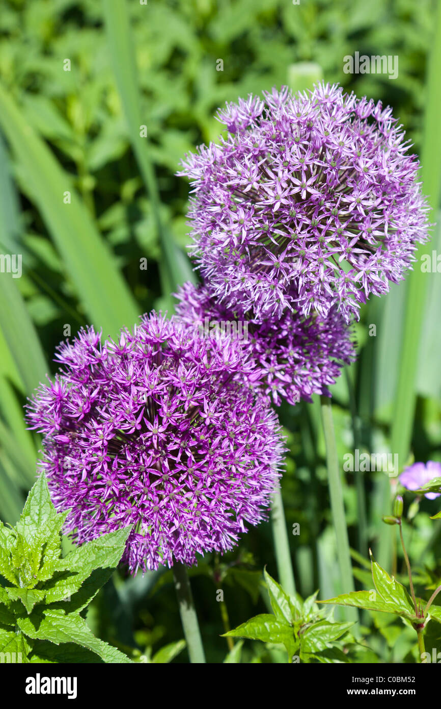 Allium 'Purple Sensation' Fleur Wales UK Banque D'Images