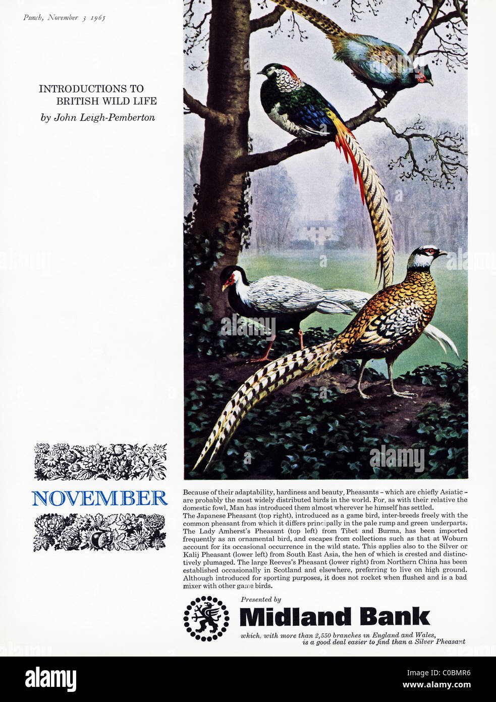 Publicité dans le magazine 3 novembre 1965 pour MIDLAND BANK Banque D'Images