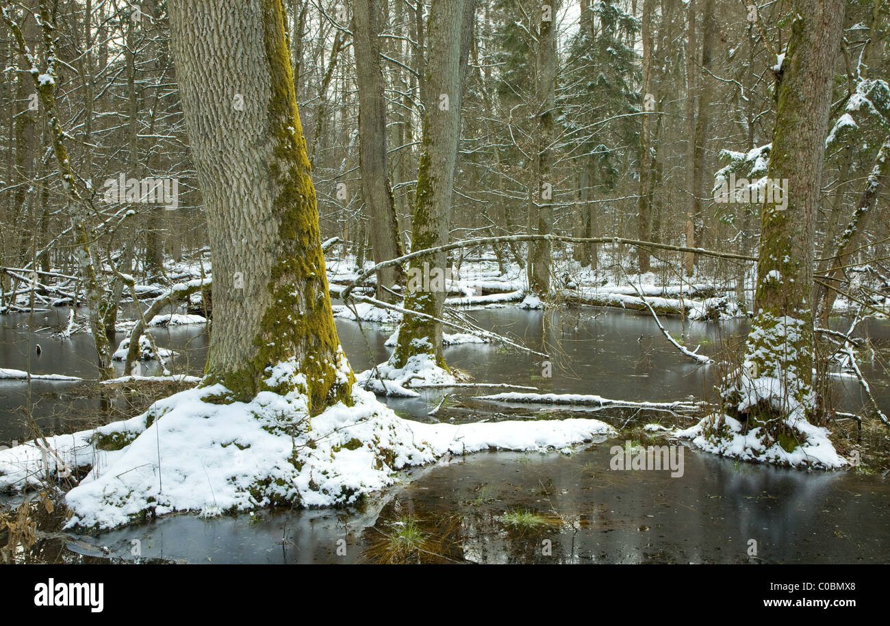 Paysage d'hiver enneigé de vieille forêt et de l'eau Banque D'Images
