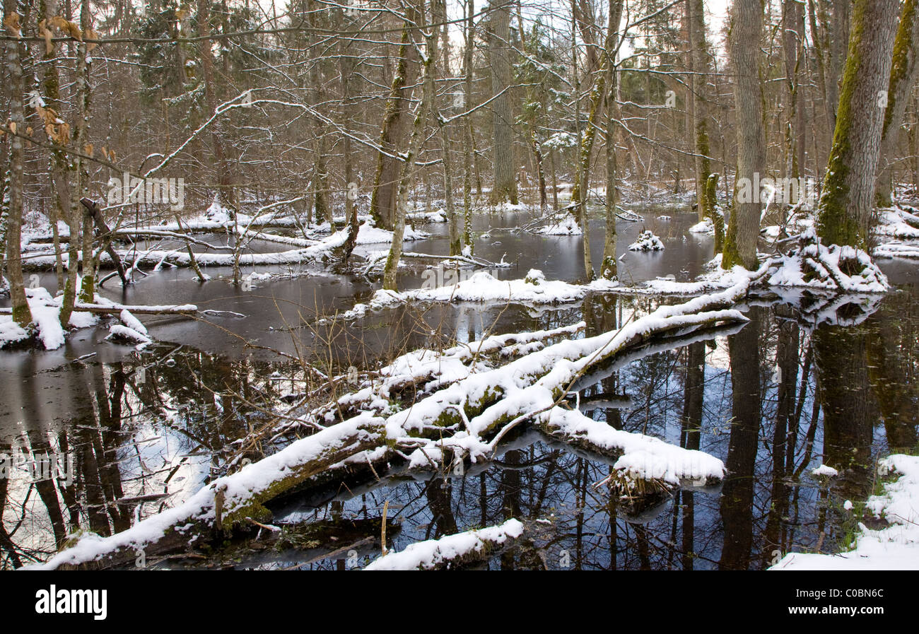 Paysage d'hiver enneigé de vieille forêt et de l'eau Banque D'Images