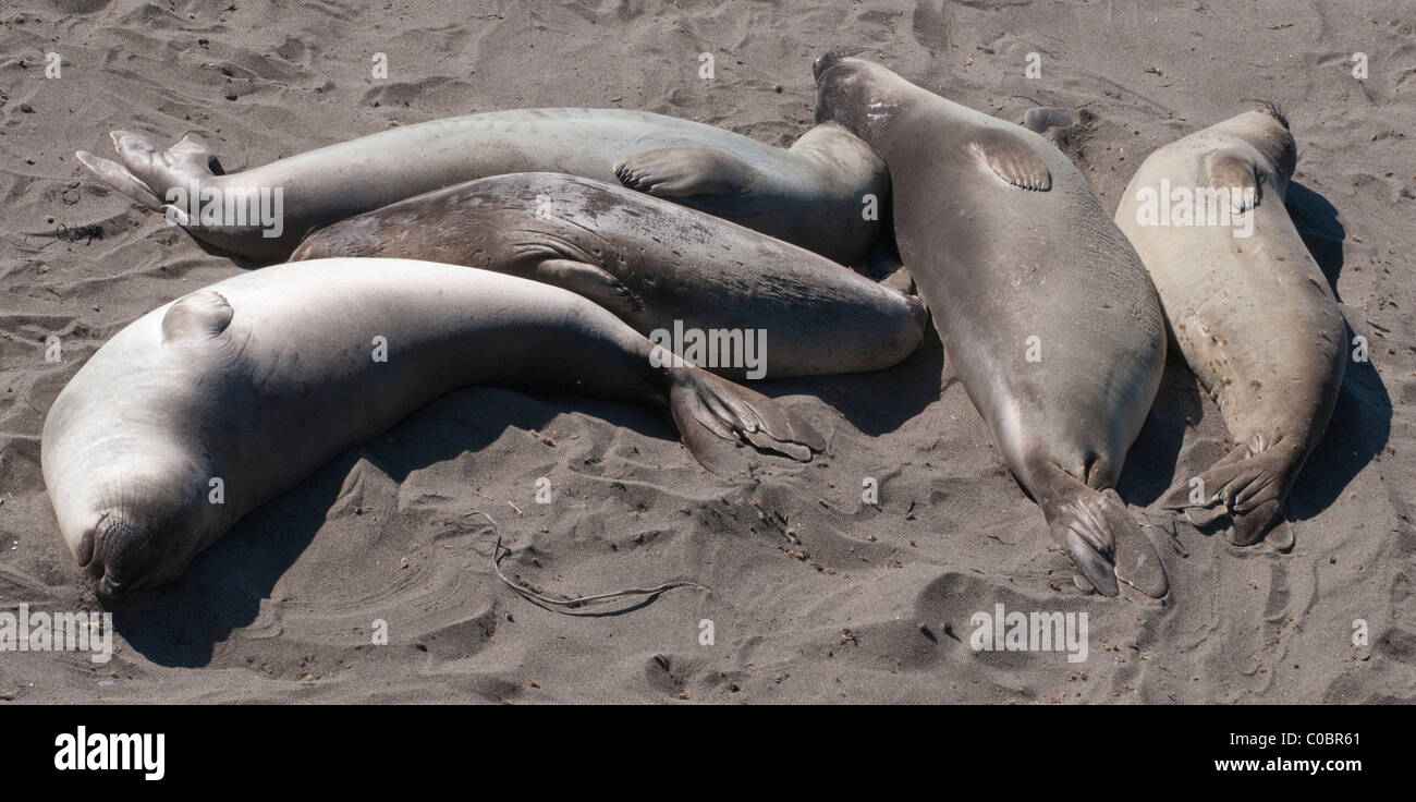 Un groupe de cinq éléphants de mer situé sur la plage de Piedras Blancas, California, USA Banque D'Images