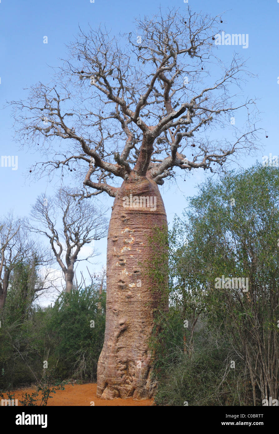 Baobab géant dans la Forêt épineuse d'Ifaty, dans l'ouest de Madagascar Banque D'Images
