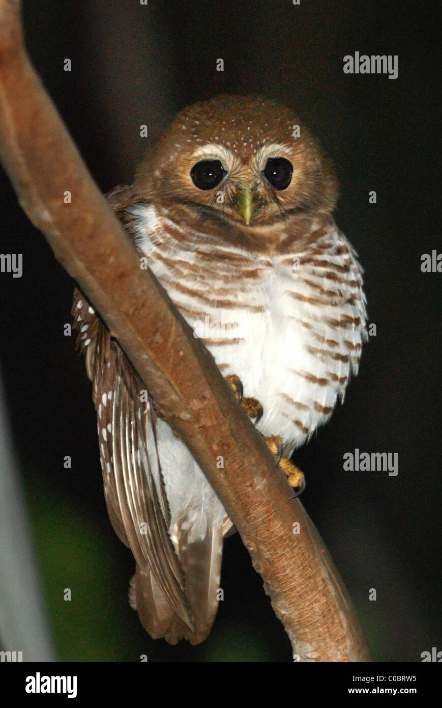 White-browed Owl (Ninox superciliaris) dans la réserve naturelle de Berenty, dans le sud de Madagascar Banque D'Images