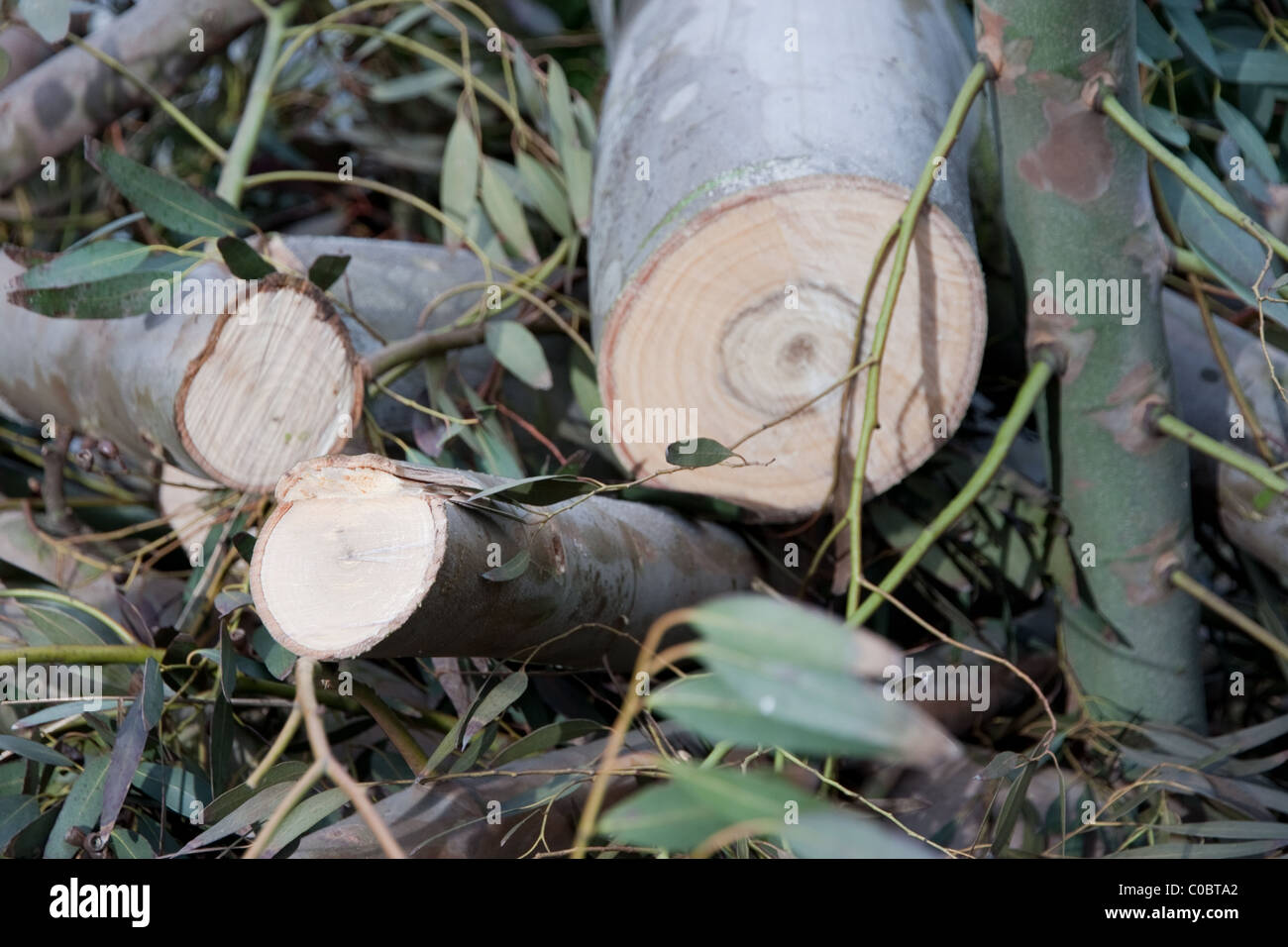 L'abattage d'Eucalyptus. Banque D'Images