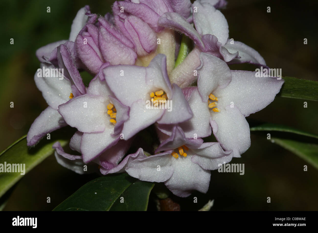 Daphne bholua 'Jacqueline' Postill Banque D'Images