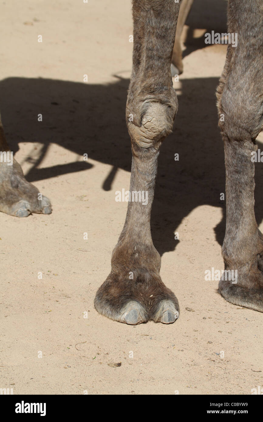 Pieds de chameau libre en attente pour le prochain ride Banque D'Images