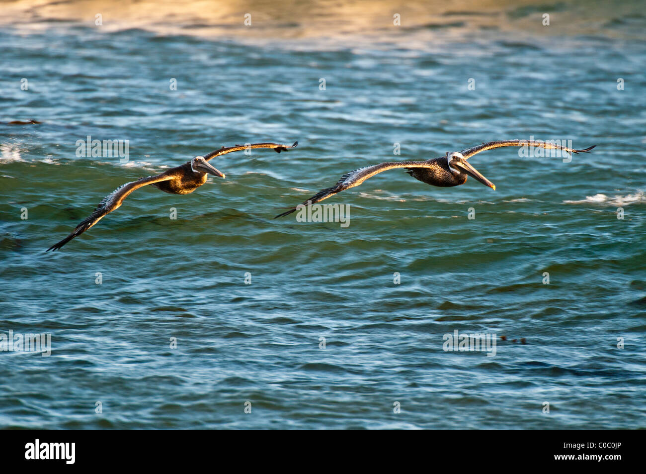Le Pélican brun en vol, Punto San Carlos, Baja California, Mexique Banque D'Images