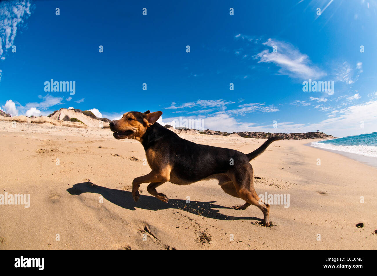 Peso le chien sur la plage à Distilideros, Baja California Sur, Mexique Banque D'Images