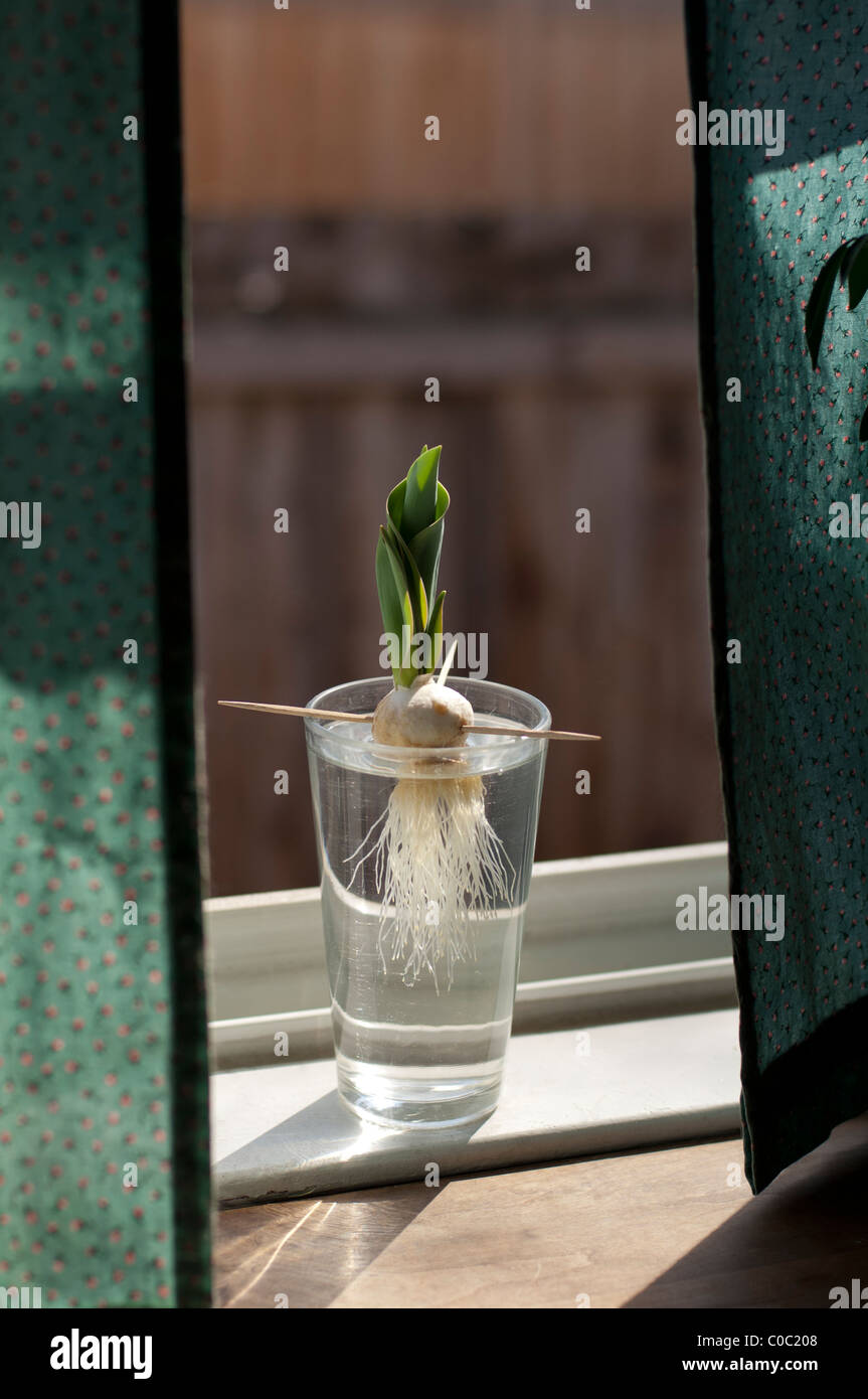 Expérience de la science de l'enfant, à partir d'une plante dans l'eau Banque D'Images