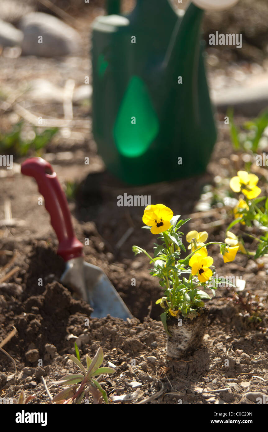 La plantation de pensées, Viola tricolor hortensis Photo Stock - Alamy