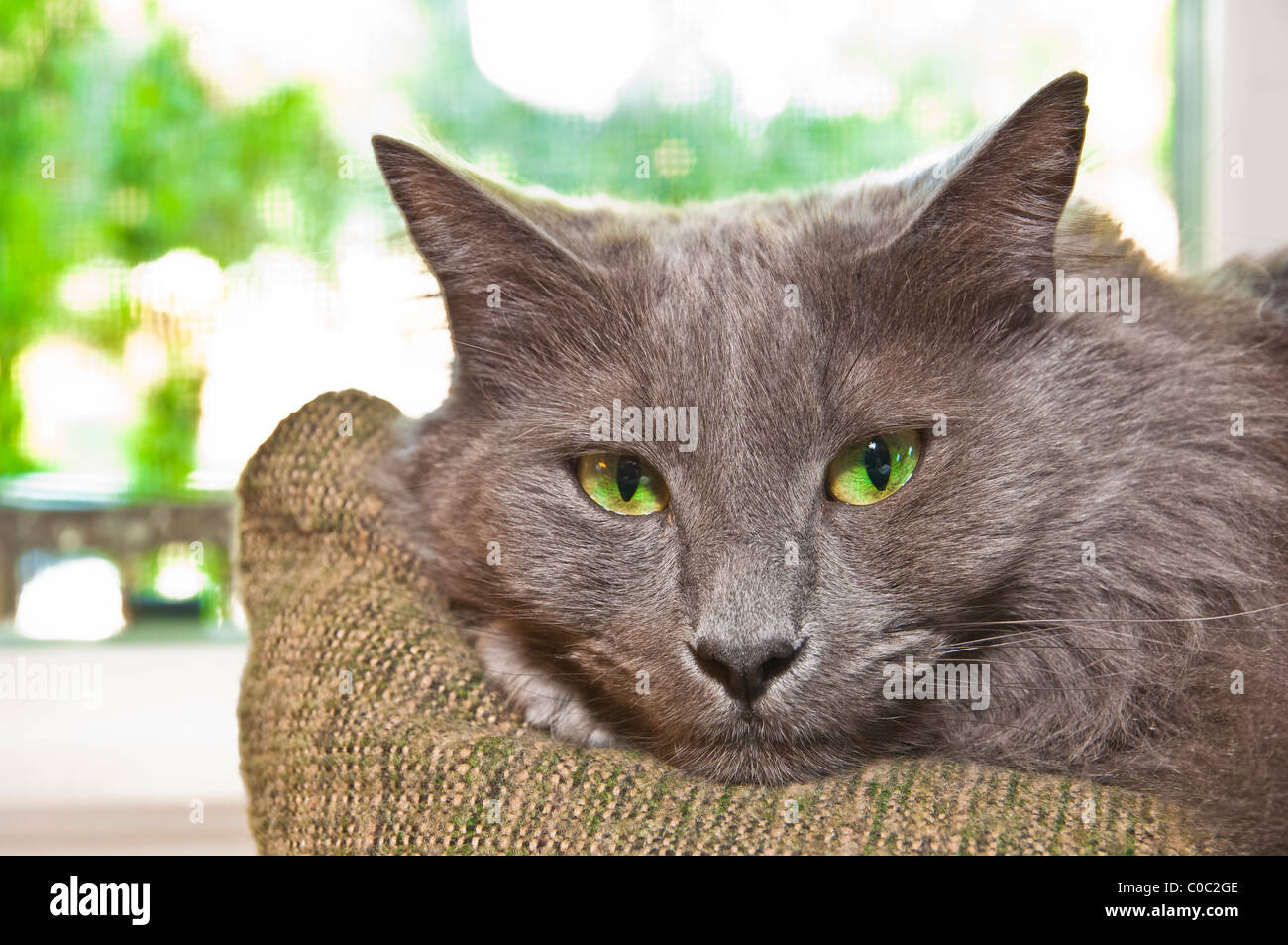 Close-up portrait d'un chat domestique gris Banque D'Images