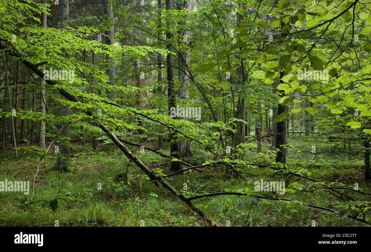 Les branches d'arbres en face de stand avec fond herbeux Banque D'Images