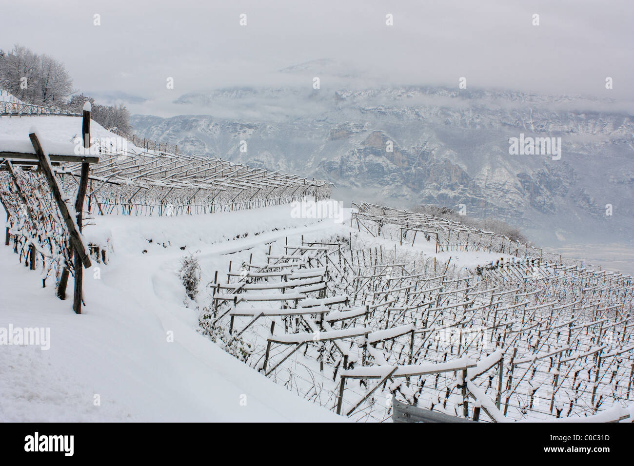 Vignoble en hiver, Trentin, Italie Banque D'Images