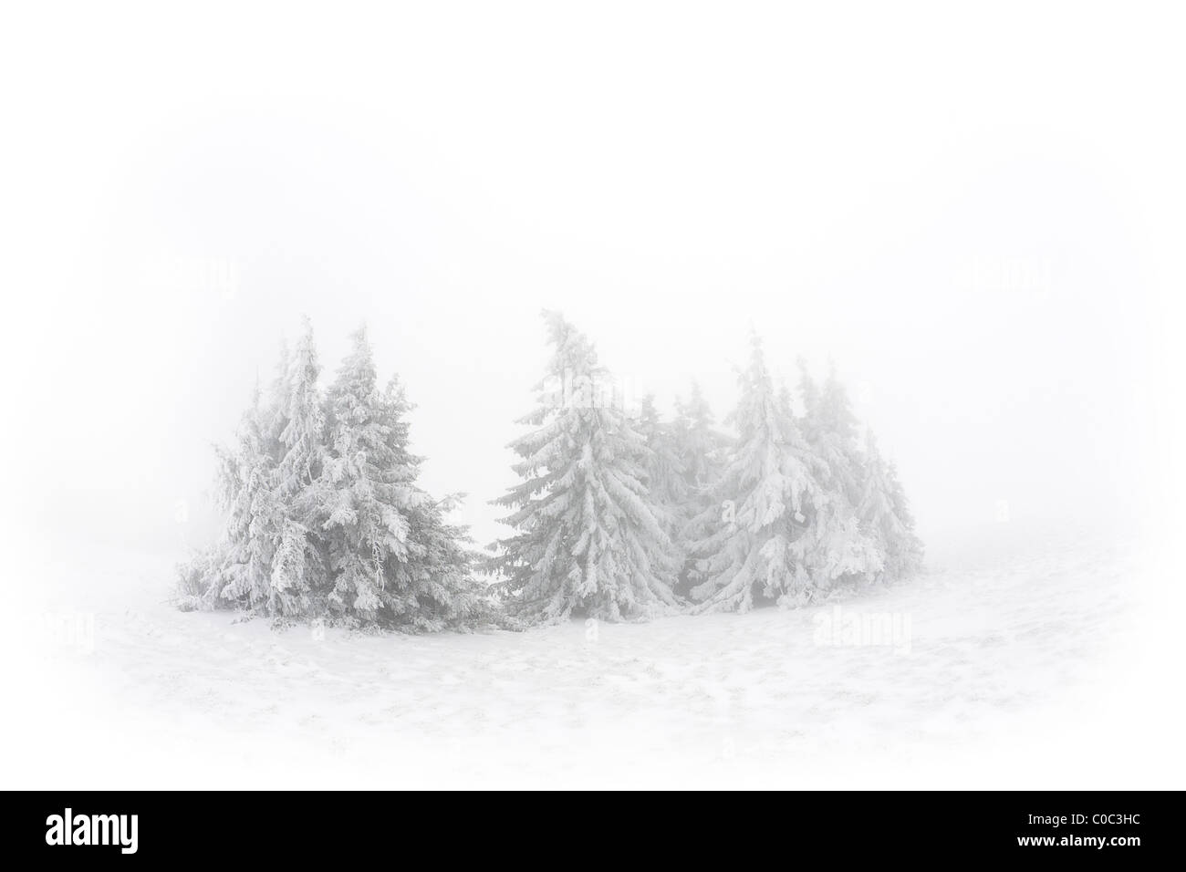 Un bosquet d'épinettes de Norvège (Picea abies) neige-couvertes (France). Groupe d'épicéas communs (Picea abies) de neige sewn. Banque D'Images