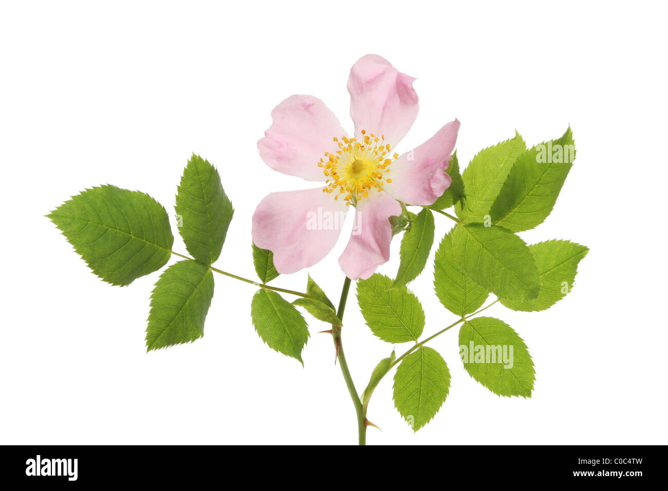 Dog rose fleur et feuilles isolées sur fond blanc Banque D'Images