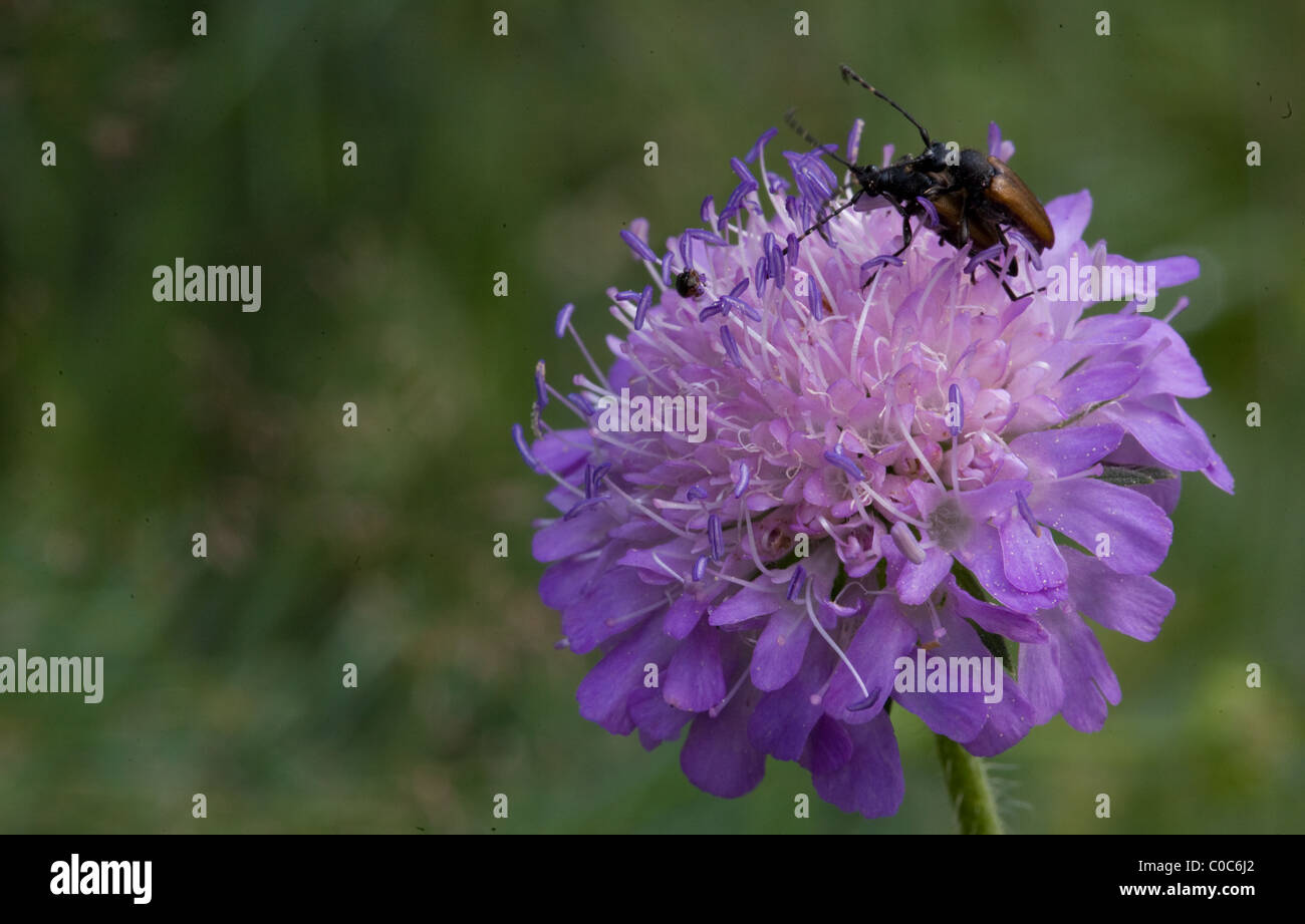 L'accouplement de l'insecte sur fleur Banque D'Images