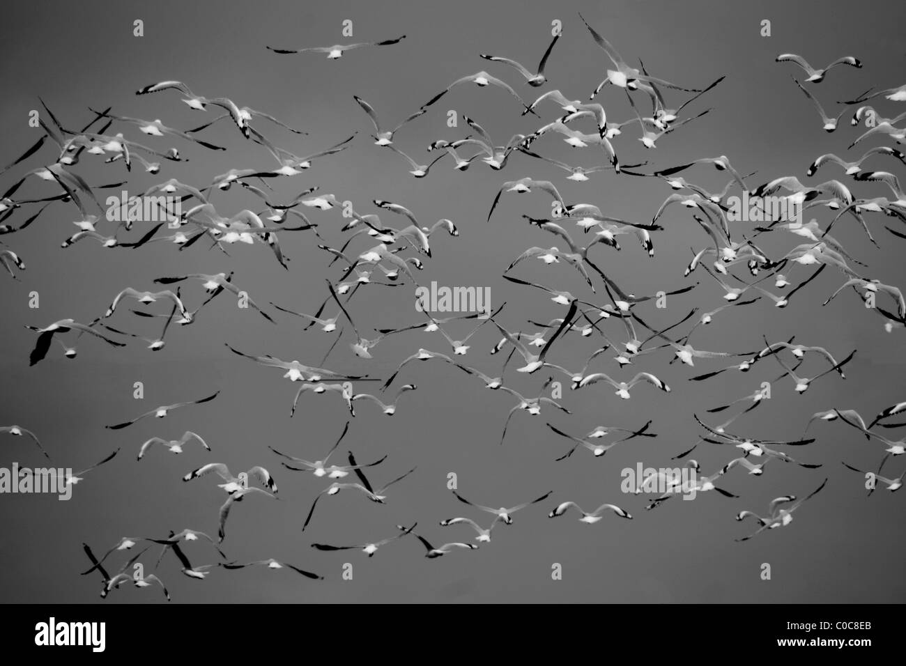 Troupeau de Mouettes volantes en monochrome Banque D'Images