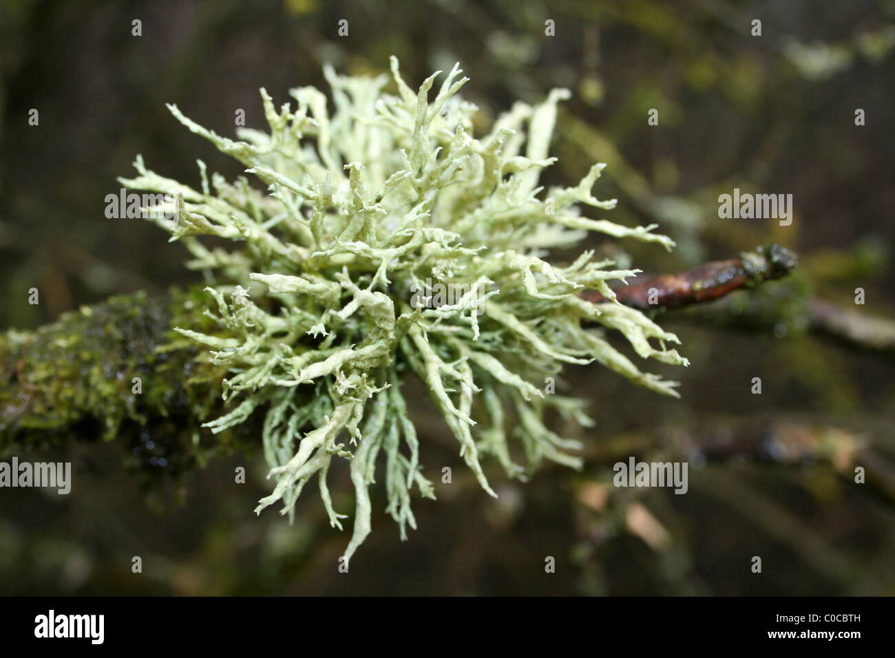 Lichen Evernia prunastri sangle prise à Carsington Water, Derbyshire, Royaume-Uni Banque D'Images
