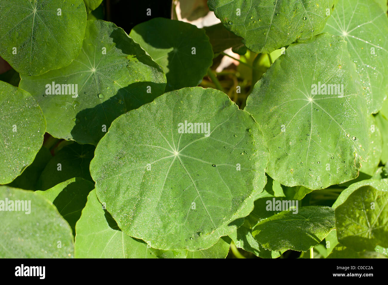 Les feuilles de capucines de rosée Banque D'Images