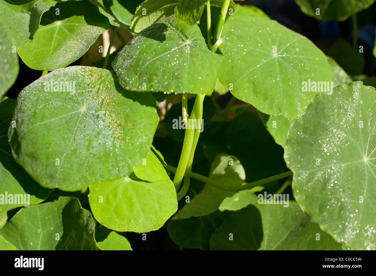 Les feuilles de capucines de rosée Banque D'Images