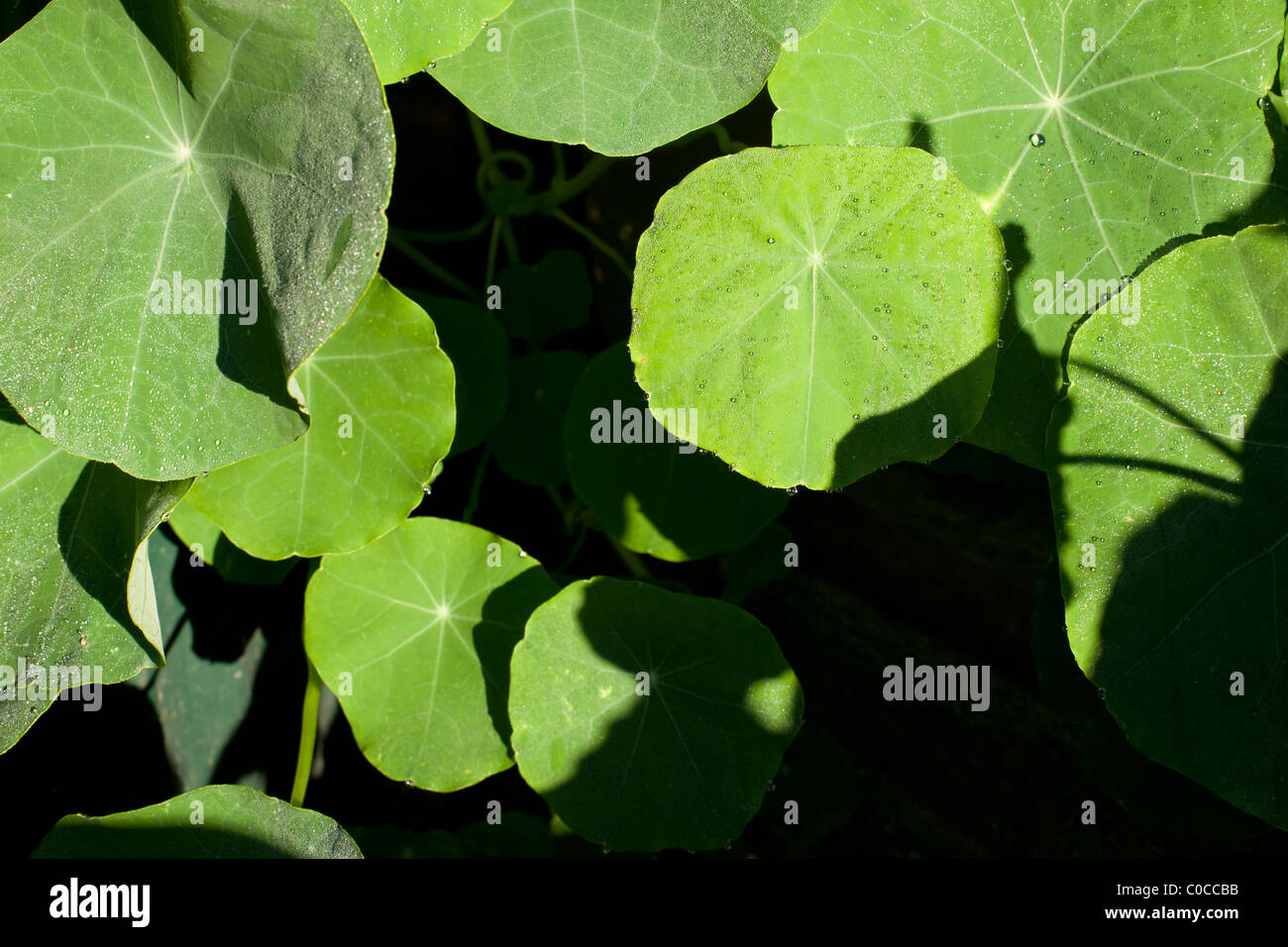 Les feuilles de capucines de rosée Banque D'Images