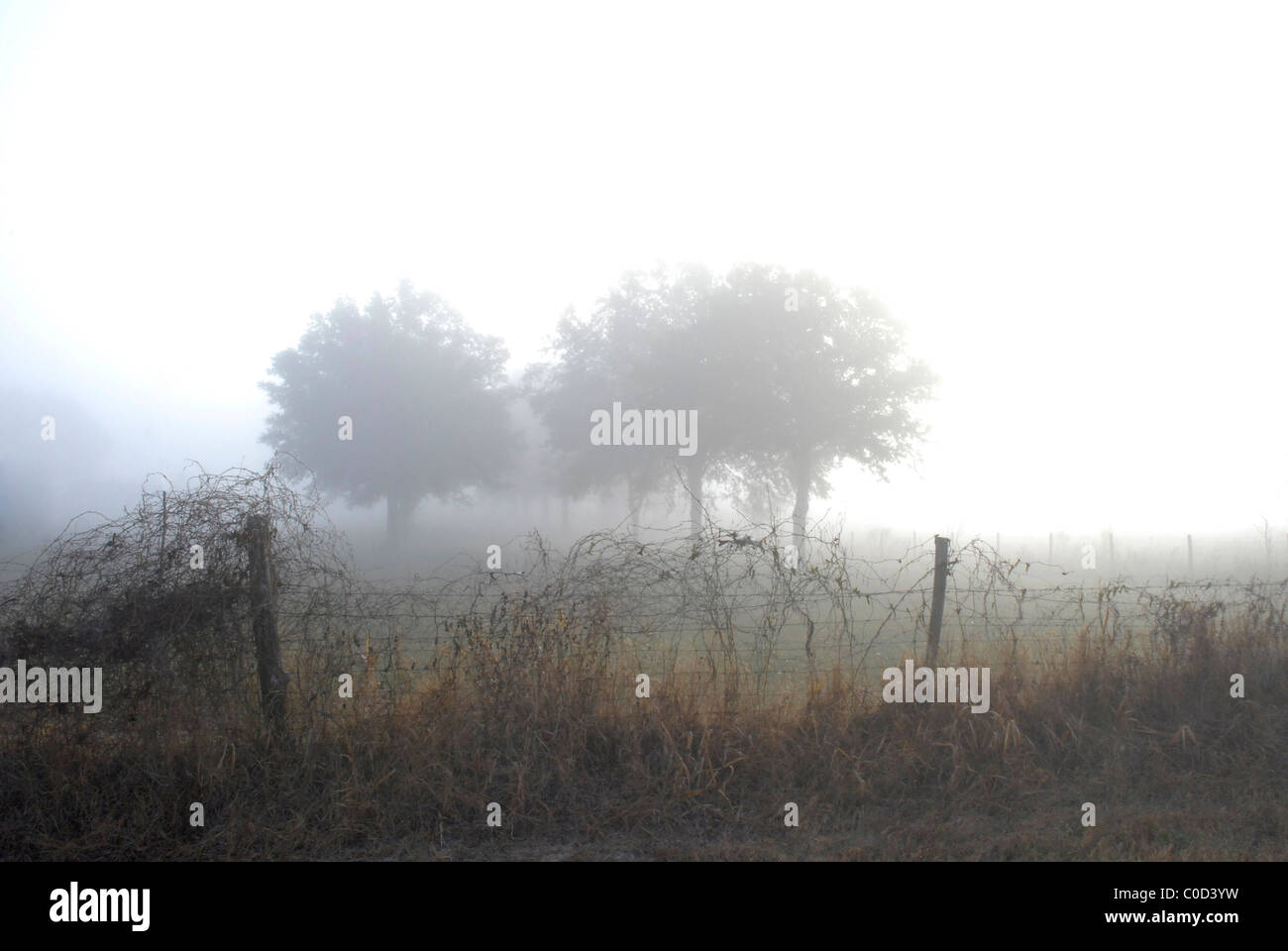 Brouillard tôt le matin sur un paysage rural, au nord de la Floride. Banque D'Images Brouillard tôt le matin sur un paysage rural, au nord de la Floride. Banque D'Images
